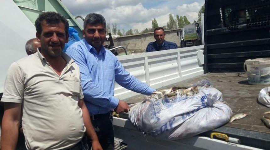 Van’da 7 Torba Kaçak Avlanmış İnci Kefali Ele Geçirildi