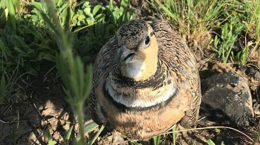 Tedavileri Tamamlanan Yavru Tilkiler Ve Keklikler Doğa Bırakıldı