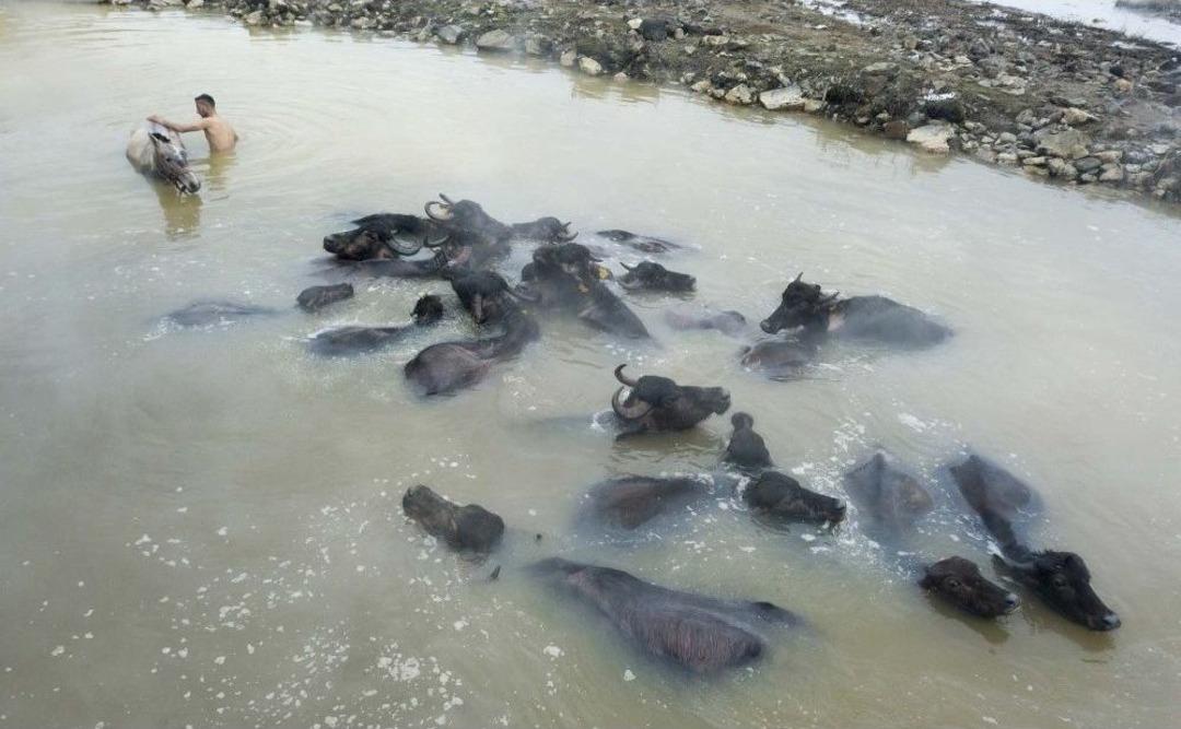 (&ouml;zel Haber) Budaklı Kaplıcasının M&uuml;davimleri Yazın İnsanlar, Kışın Da Mandalar