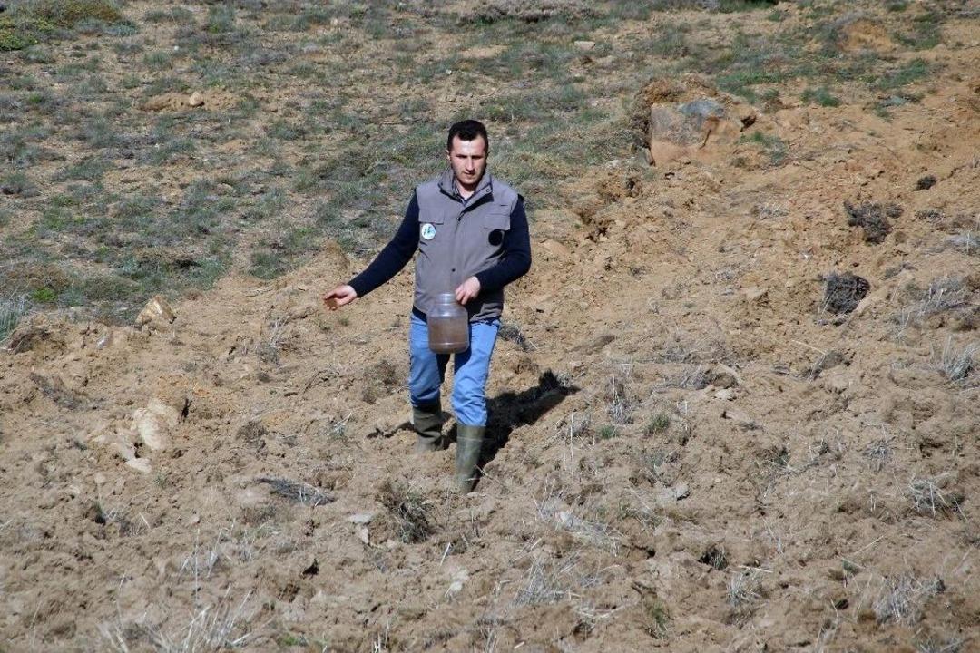 G&uuml;m&uuml;şhane&rsquo;de Tarlalar Yaban Hayatı İ&ccedil;in Ekiliyor