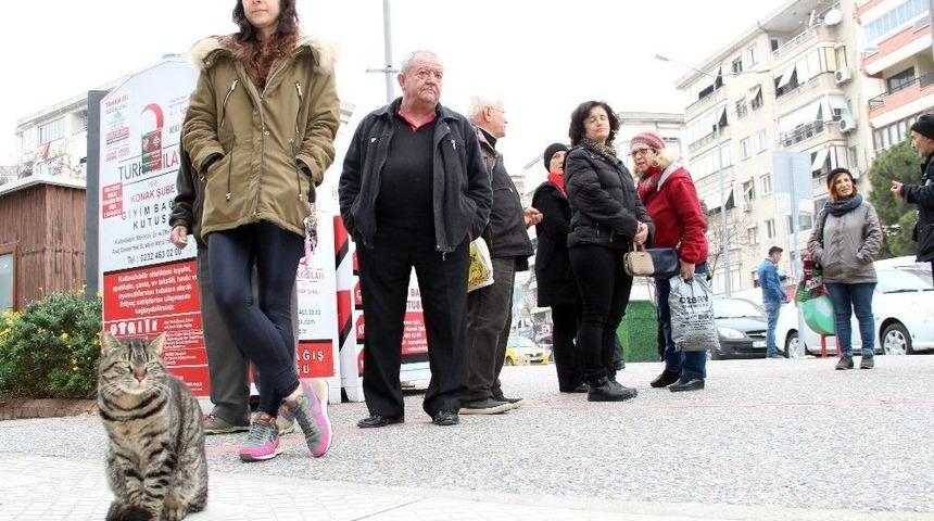 (&ouml;zel Haber) Sevimli Kedi 4 Yıldır S&uuml;t Almak İ&ccedil;in Sıraya Giriyor