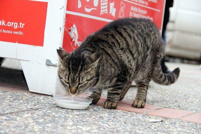 (özel Haber) Sevimli Kedi 4 Yıldır Süt Almak İçin Sıraya Giriyor