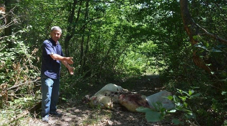 Sinop&rsquo;ta Kurtların Saldırdığı 8 Koyun Telef Oldu