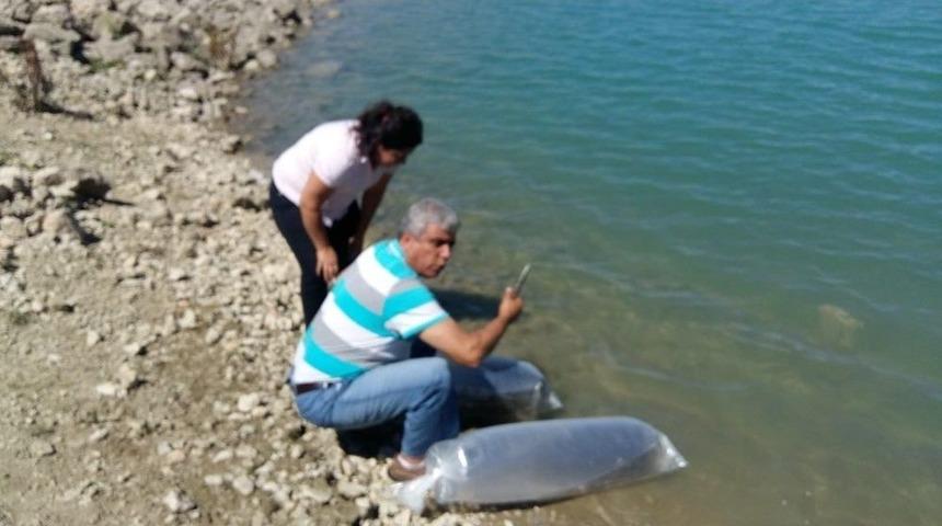 Korkuteli Göletlerine 30 Bin Adet Sazan Yavrusu Bırakıldı