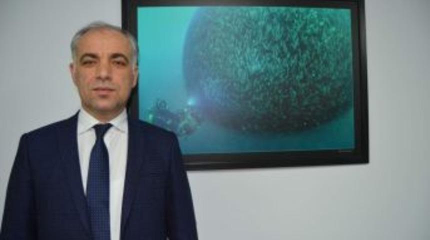 Hamsi Tescillendi, Sıra Kırlangı&ccedil;, Barbun Ve Pisi&rsquo;de