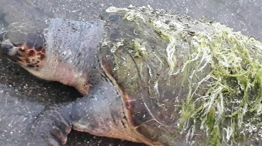 Çanakkale’de Ölü Caretta Caretta Kıyıya Vurdu