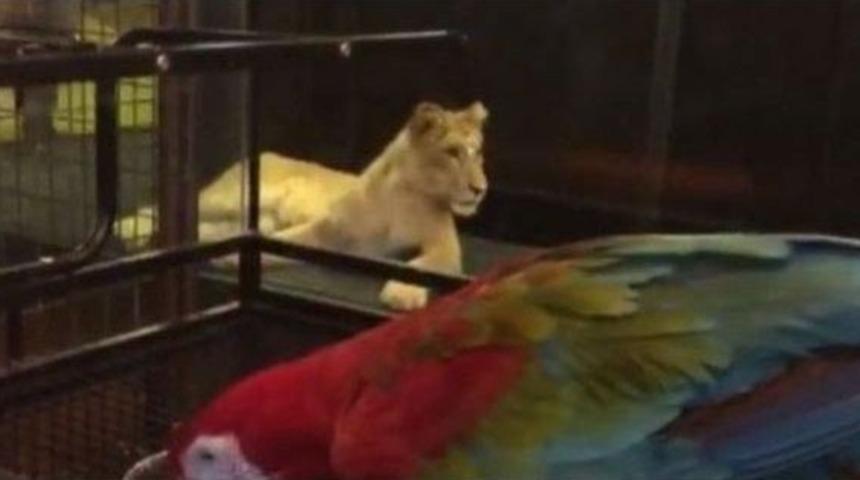 Kafede Çekilen Görüntüler Hayvanseverleri ’şok’ Etti