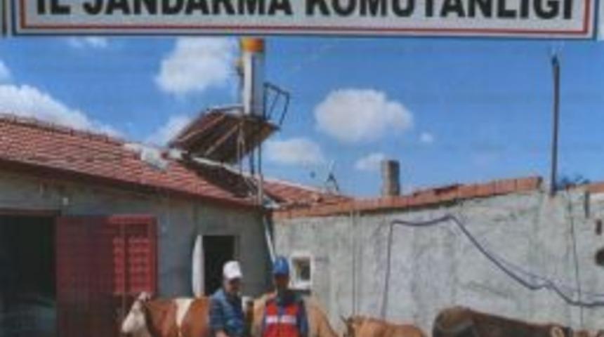 &Ccedil;aldıkları Hayvanlarla Birlikte Kıskıvrak Yakalandılar