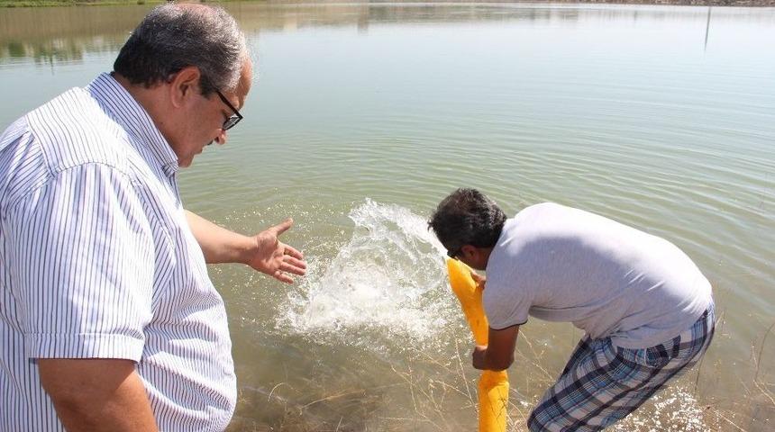 Göletlerde Balıklandırma Çalışmaları Devam Ediyor