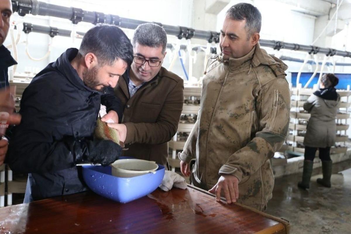 Varto Kaymakamı &Ccedil;etin, Balık Sağımı Yaptı