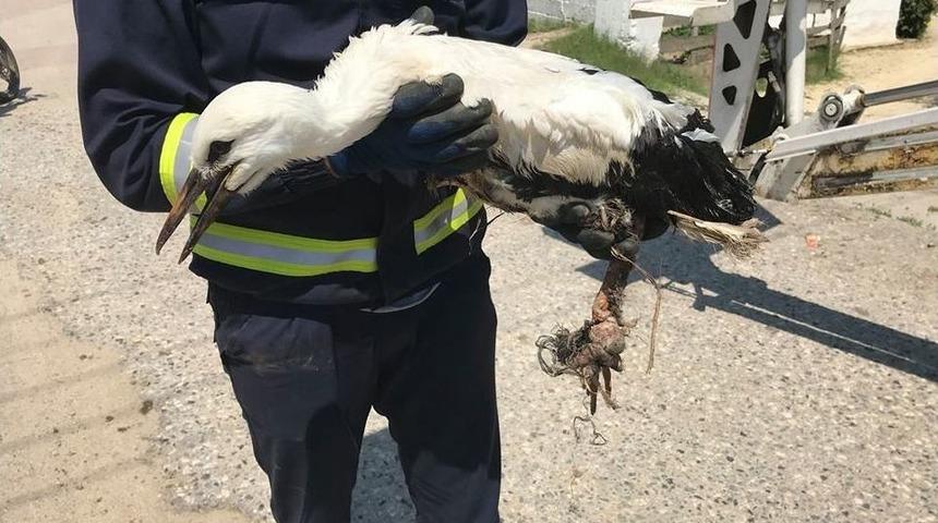 Yaralı Yavru Leylek Tedavi Altına Alındı