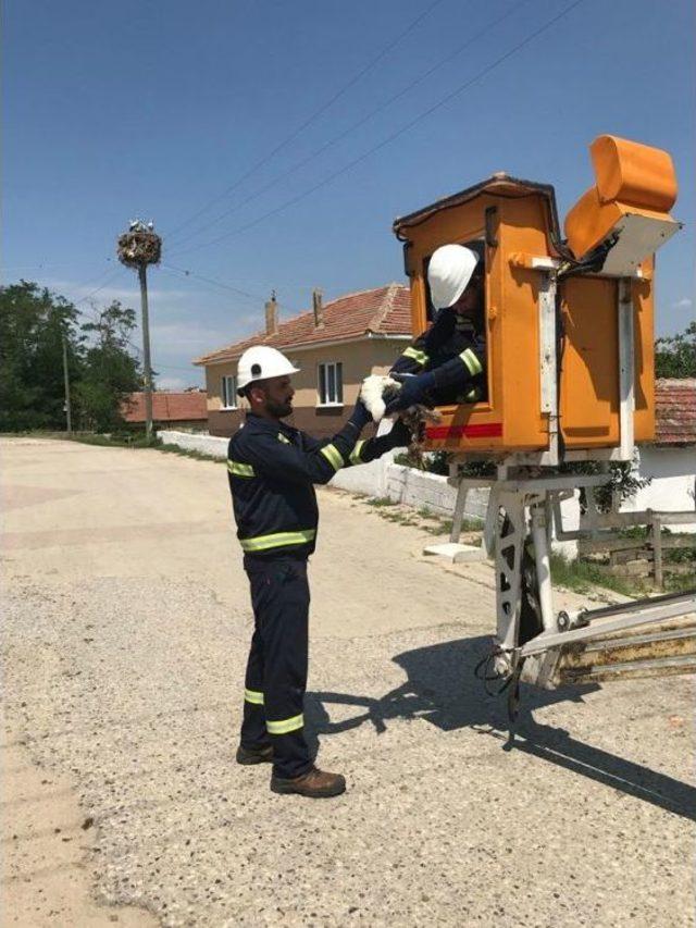 Yaralı Yavru Leylek Tedavi Altına Alındı