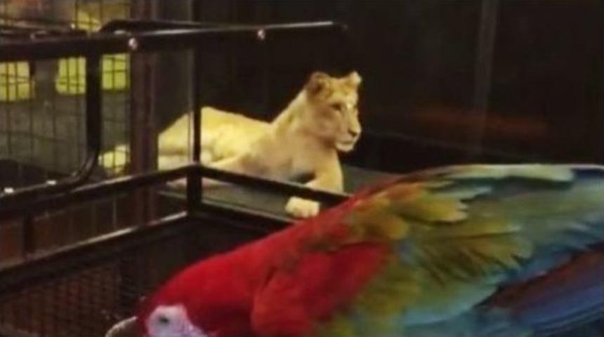 Nargile Kafede Aslan Sergilendiği İddiaları Ekipleri Harekete Ge&ccedil;irdi