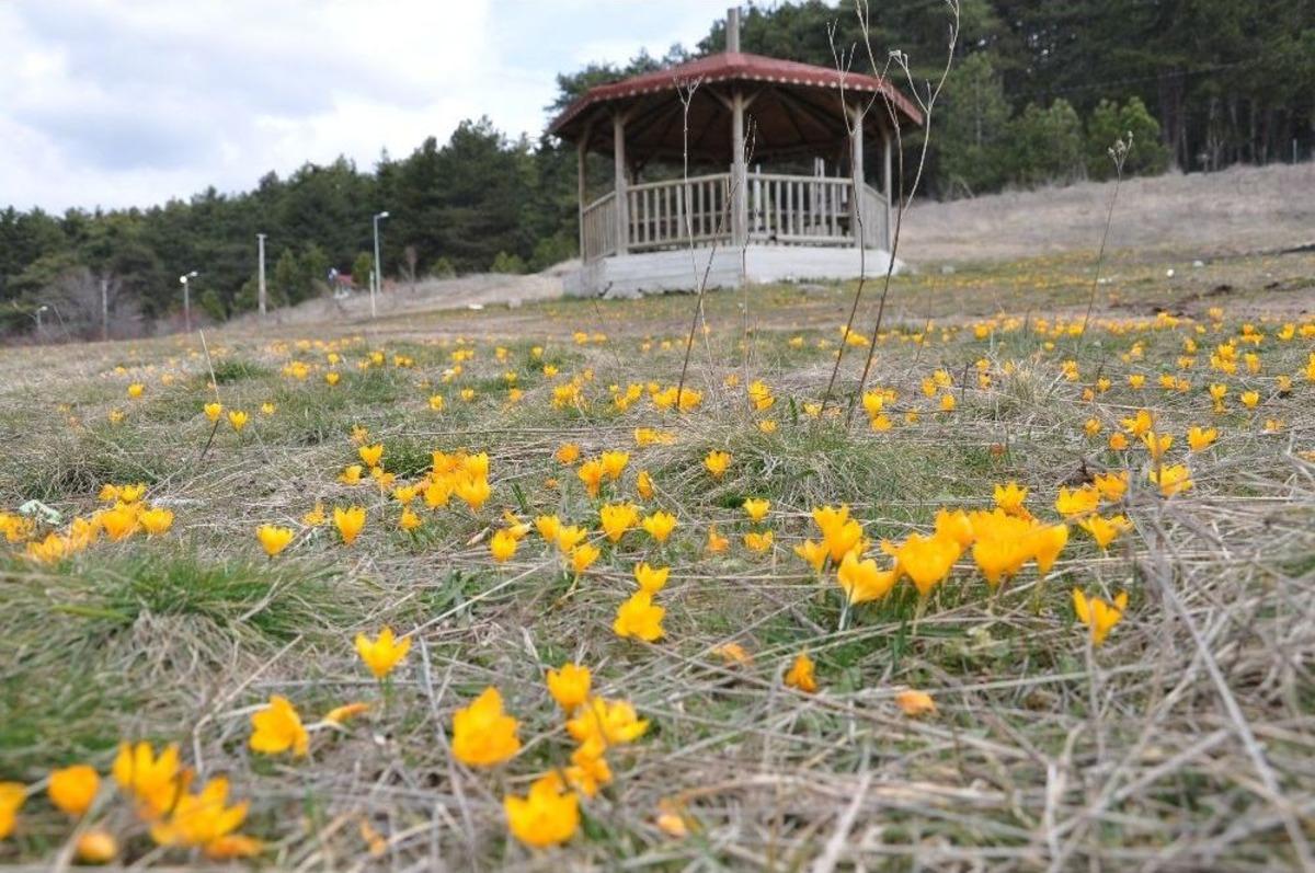 G&ouml;lc&uuml;k Yaylası&rsquo;nda Baharın M&uuml;jdecisi &Ccedil;iğdemler Bu Yıl Erken A&ccedil;tı