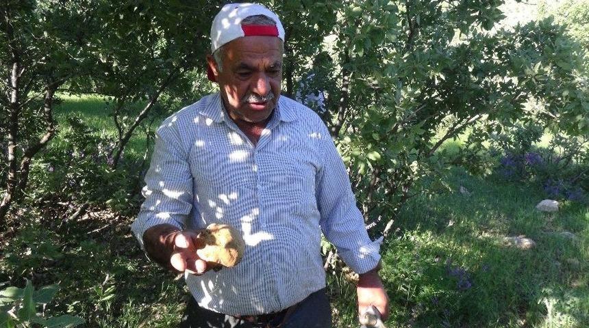 Gerc&uuml;ş&rsquo;te Doğal Mantar Bolluğu