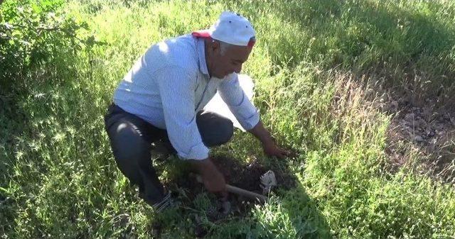 Gercüş’te Doğal Mantar Bolluğu