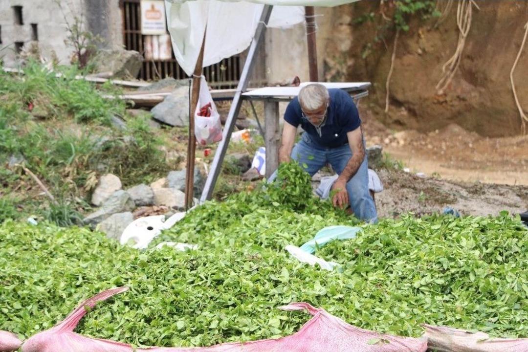 Acele Eden &Ccedil;ay &Uuml;reticisi, Aracıların Kurbanı Oldu
