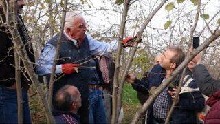 Fındıkta Bilinçli Budamanın Meyveleri Bu Yıl Alınacak