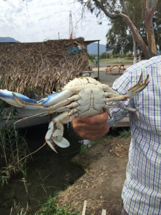 Dalyan’da Mavi Yengeç Avcılığı Kontrolü Yapıldı