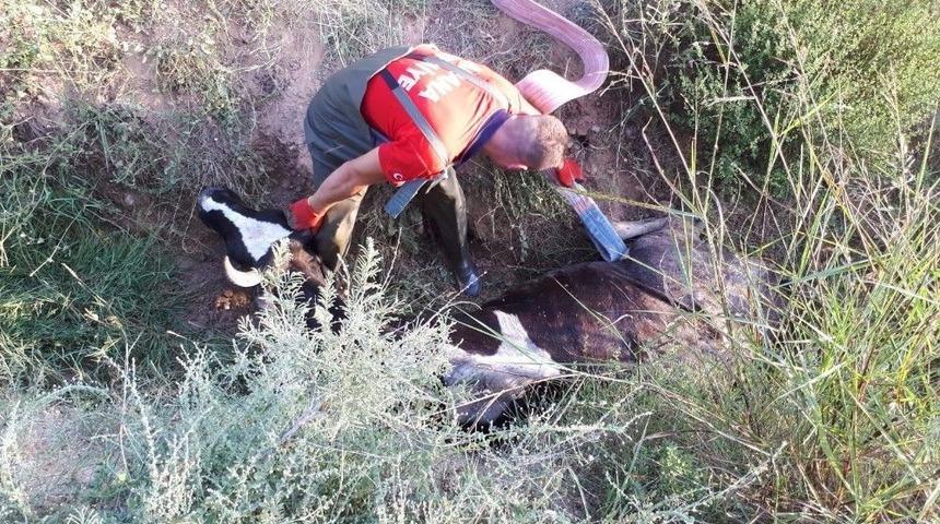 Sulama Hendeğine D&uuml;şen İnek Kurtarıldı