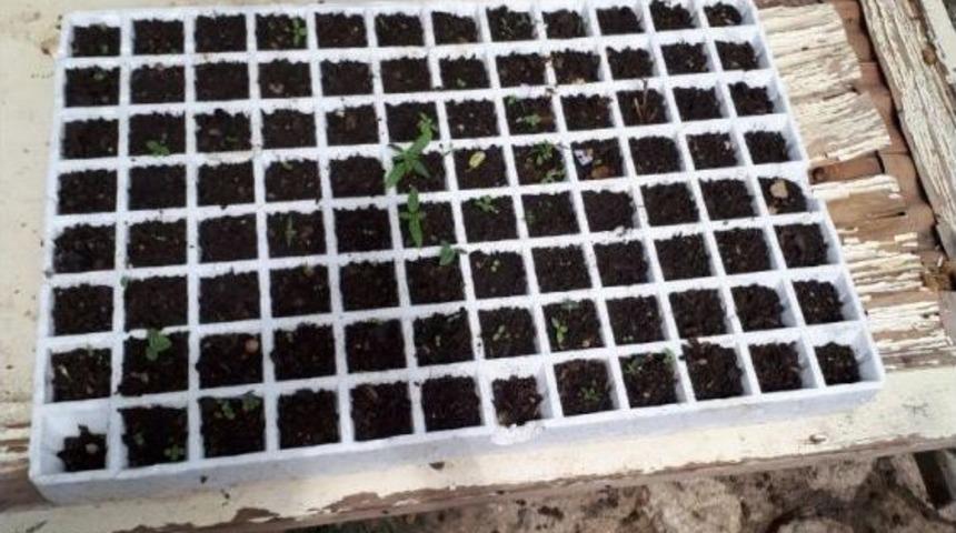 Tarsus&rsquo;ta Uyuşturucu Operasyonu