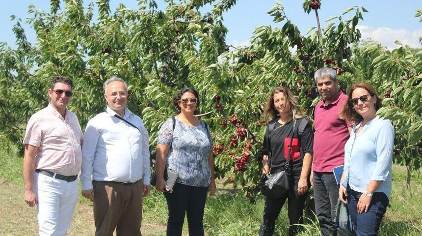 Kiraz Hasadı Eğirdir&rsquo;de Masaya Yatırıldı