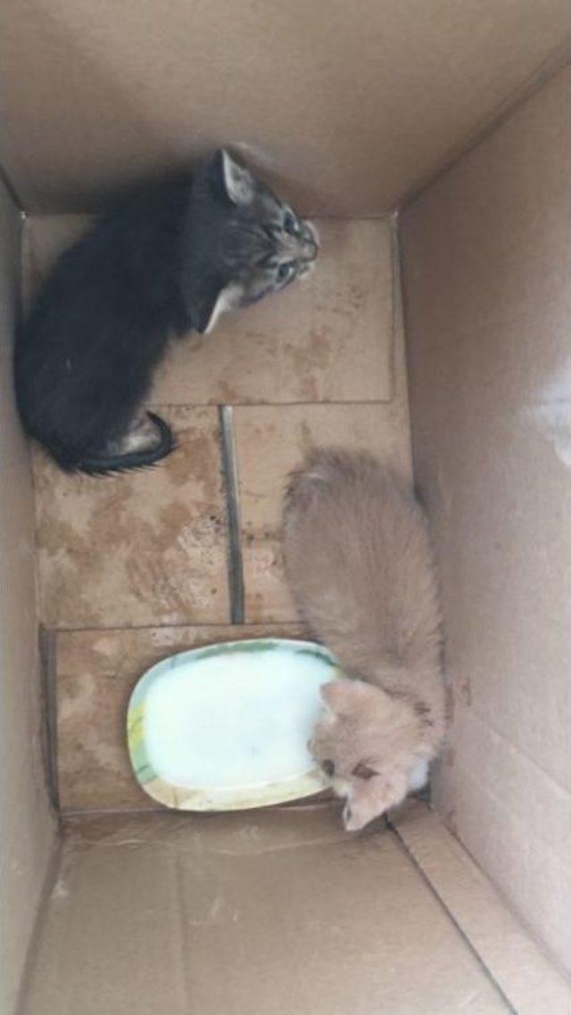 (&ouml;zel) Sultanbeyli&rsquo;de Su Borusuna Sıkışan Yavru Kedileri İtfaiye Kurtardı 1