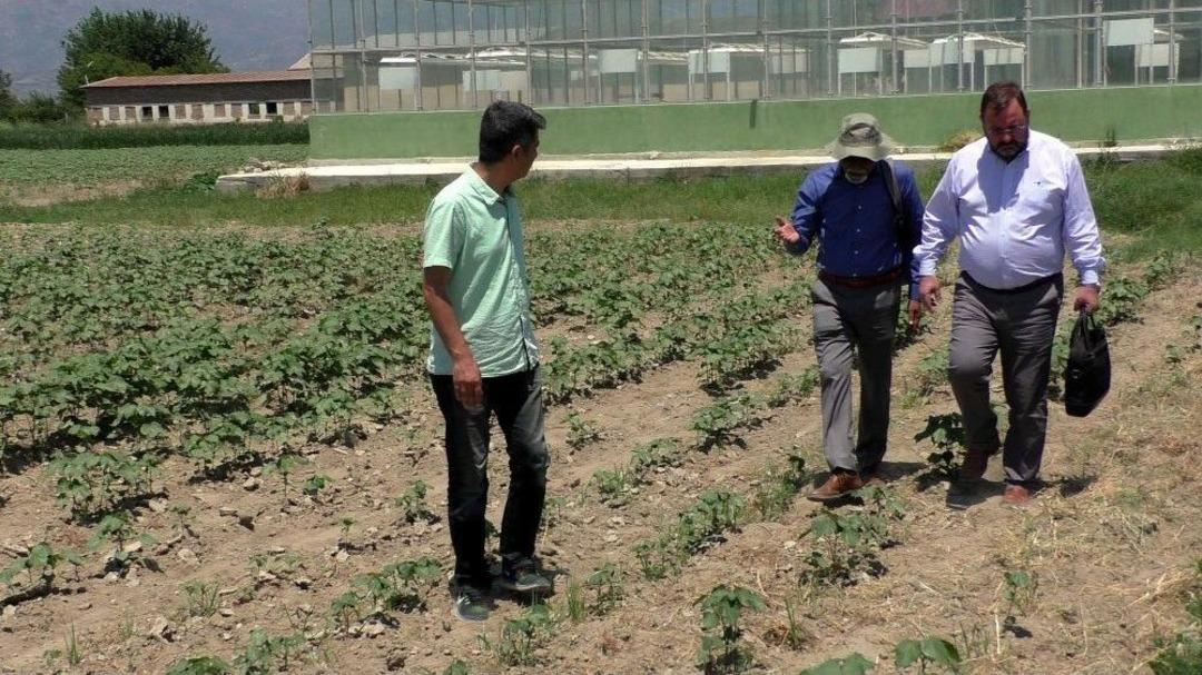 D&uuml;nya Pamuk Komitesi&rsquo;nden T&uuml;rk Pamuğuna &Ouml;vg&uuml;