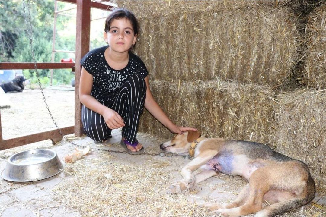 G&ouml;ğs&uuml; Keskin Cisimle Yarılmış Halde Bulunan K&ouml;pek Tedavi Altına Alındı