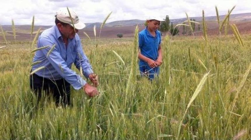 &Ccedil;ift&ccedil;iler Tohumluk Buğday İ&ccedil;in Tarlasındaki &Ccedil;avdarı Temizliyor