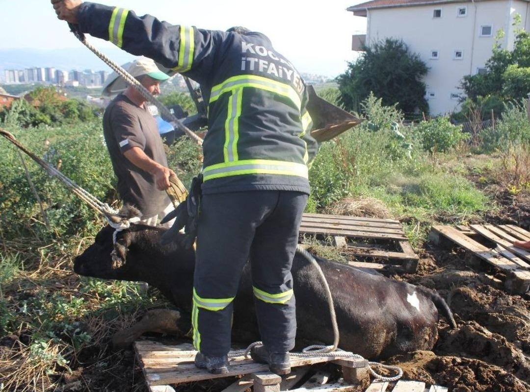 Sahibinden Ka&ccedil;an Kurbanlık İnek G&uuml;bre Yığınına Saplandı