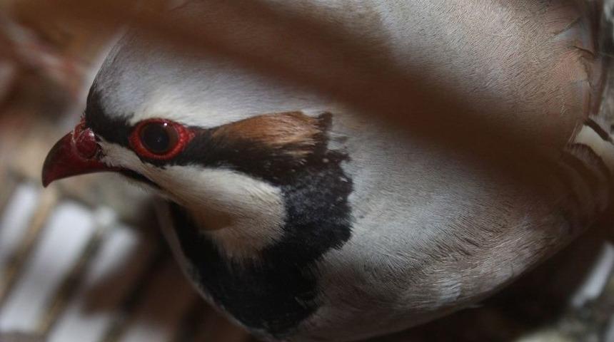 Ka&ccedil;ak Avcılığa Para Cezası