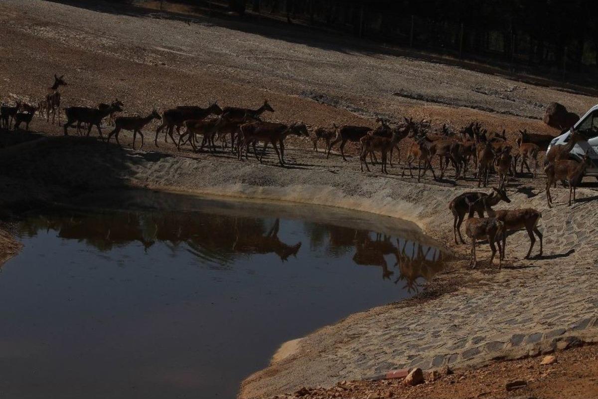 (&ouml;zel) 2 Ayda 150 Sevimli Yavru Doğdu