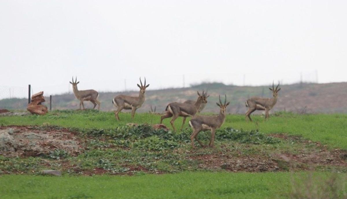 Harekatın G&ouml;lgesinde Dağ Ceylanlarının Yaşam M&uuml;cadelesi