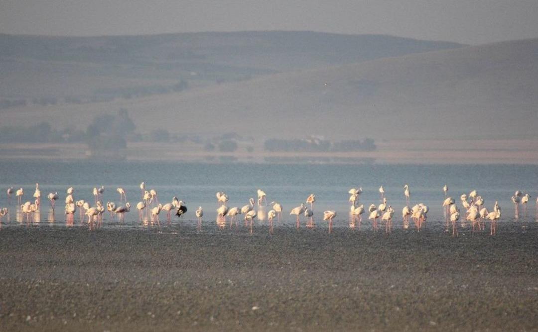 Seyfe G&ouml;l&uuml;nde Flamingolar Arasındaki Turnalar G&ouml;renleri Şaşırttı