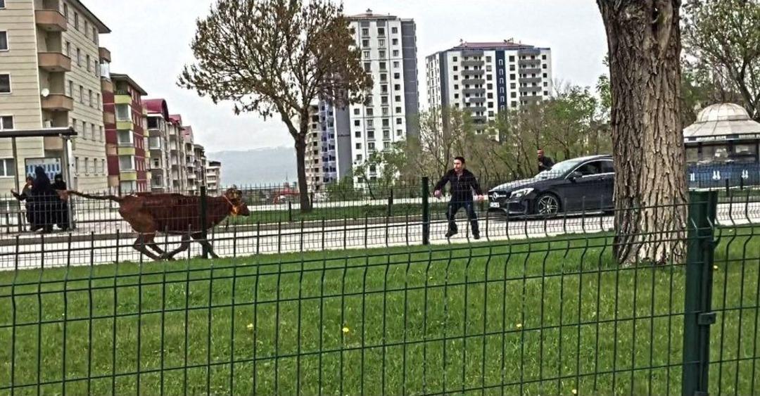 Ka&ccedil;an Dana Sahibini Peşinden 10 Kilometre Koşturdu