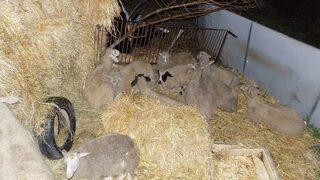 Yakalanacağını Anlayan Hırsız Silahına Sarıldı