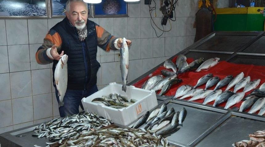 Tezgahta En Pahalı Balık Hamsi