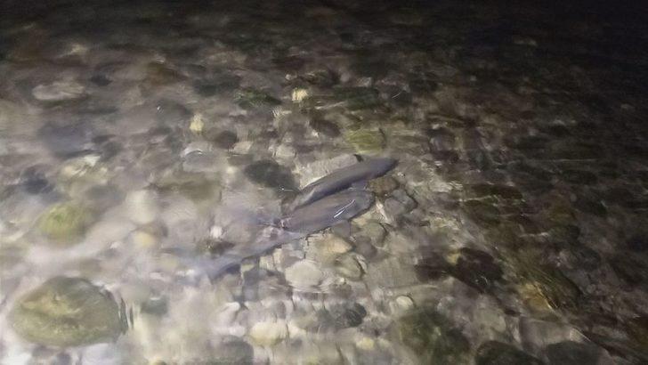 Kaymakam Yücel’in Gece Balık Nöbeti G3