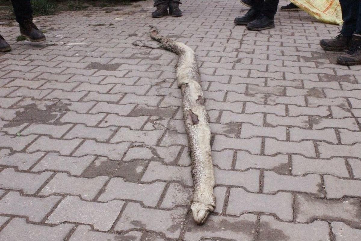 Tekirdağ&rsquo;da 3 Metre 20 Santim Uzunluğunda Yılan Bulundu