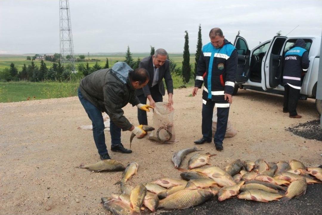 Jandarma Ekipleri Av Yasağına Uymayanlara G&ouml;z A&ccedil;tırmıyor