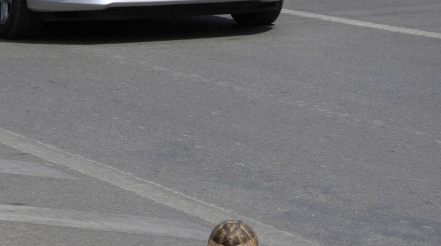 Antalya’da Sürücünün Kaplumbağa Duyarlılığı