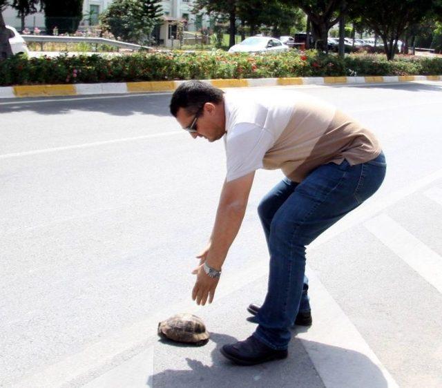 Antalya’da Sürücünün Kaplumbağa Duyarlılığı