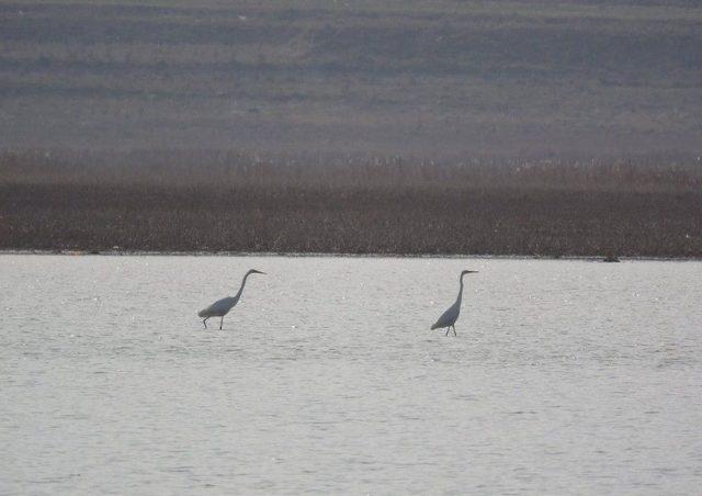 Konya’nın Göl Ve Sulak Alanlarında Kış Ortası Kuş Sayımları Gerçekleştirildi