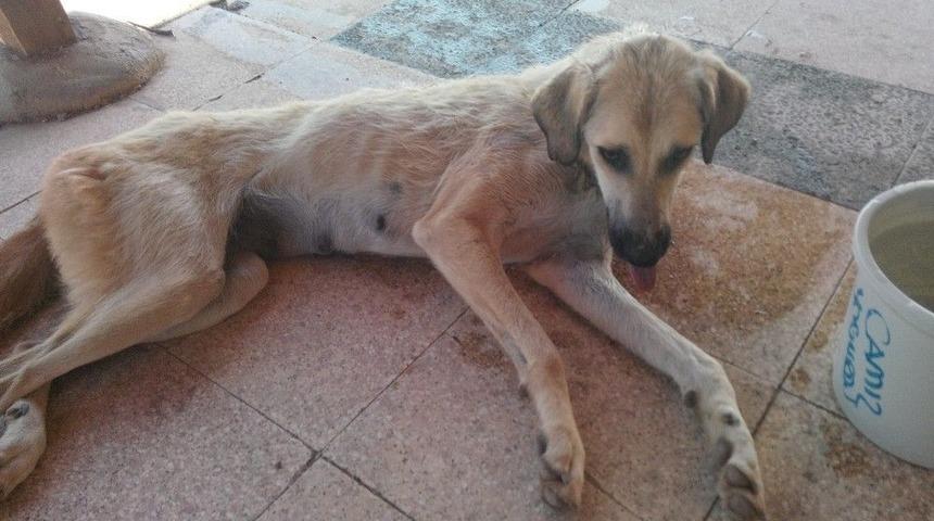 Kuyuda Mahsur Kalan K&ouml;pek Afad Ekiplerince Kurtarıldı