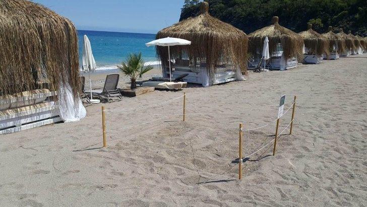 Antalya’da Beş Yıldızlı Caretta Caretta Yuvaları G3