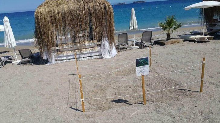 Antalya’da Beş Yıldızlı Caretta Caretta Yuvaları G4
