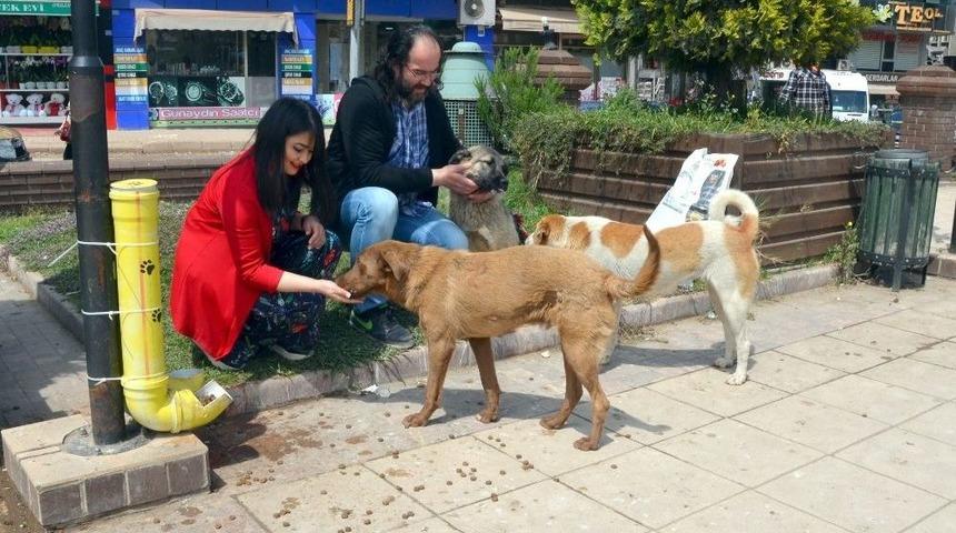 Fatsa Sokak Hayvanlarına Sahip Çıkıyor