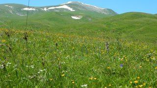 Urema Yaylası Karlı Dağları Ve Rengarenk Çiçekleri İle Muhteşem Bir Doğal Güzellik Oluşturuyor