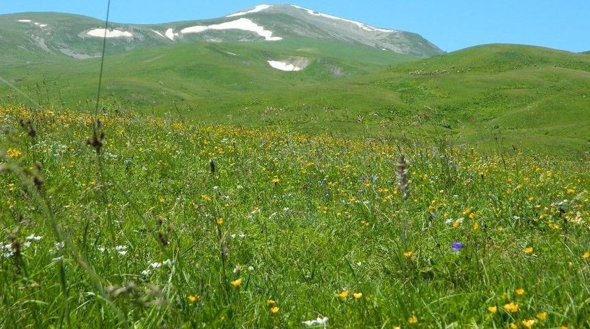 Urema Yaylası Karlı Dağları Ve Rengarenk Çiçekleri İle Muhteşem Bir Doğal Güzellik Oluşturuyor